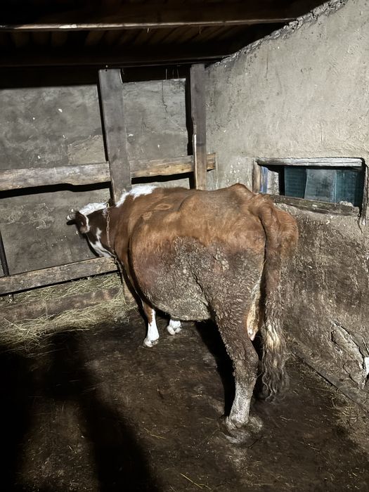 Продам дойную корову