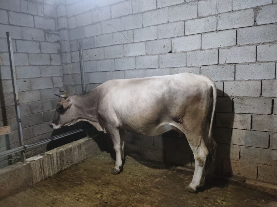 Корова Полтавская порода