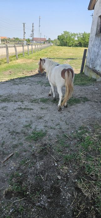 Manza ponei 2 ani gestanta