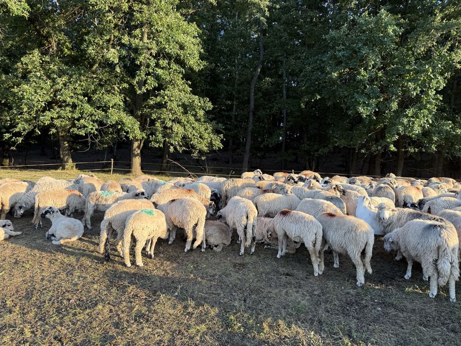 Vand turma oi turcane