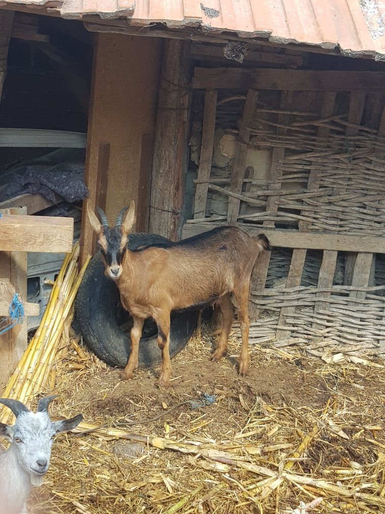 Iadă/ ieduțe alpine francez