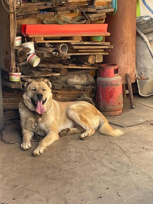 Продантся Шенки Чемпиона Карабаса Алабаяұ