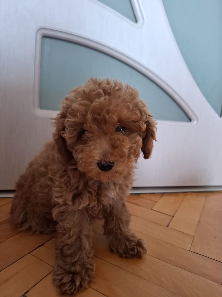 Toy poodle Момиче