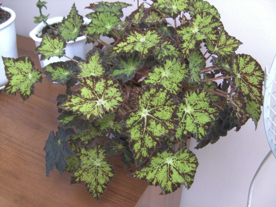 фотоапара TRAVELER DC-7900