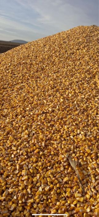 Vand parumb boabe recolta 2025