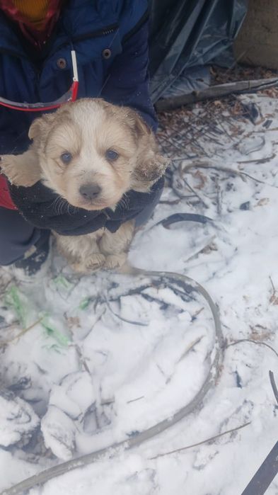 Щенки в добрые руки