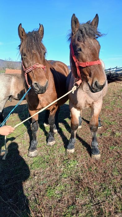 Vând mânză de un an jumate