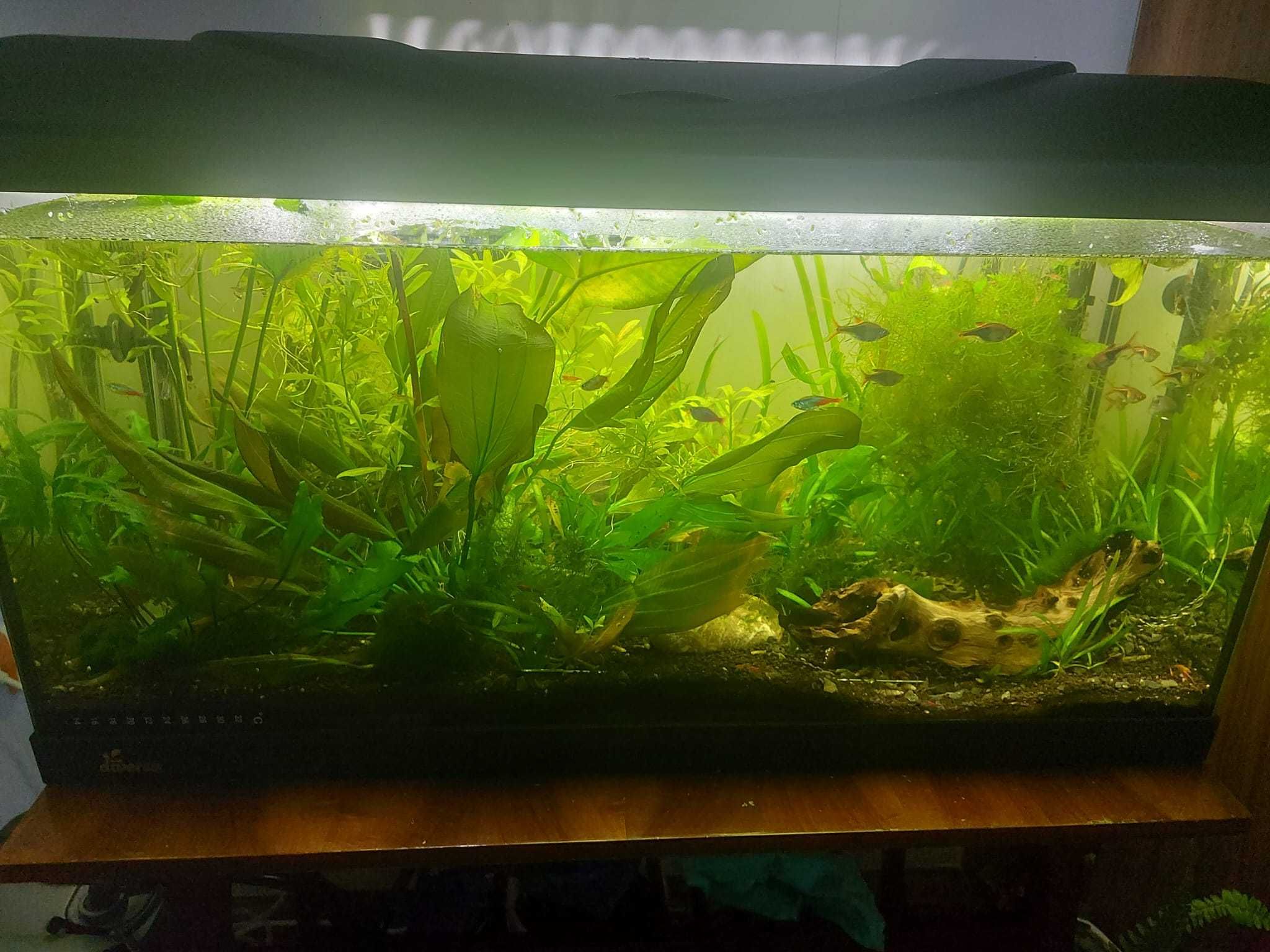 Acvariu Diversa 112L, pesti, plante si complet echipat