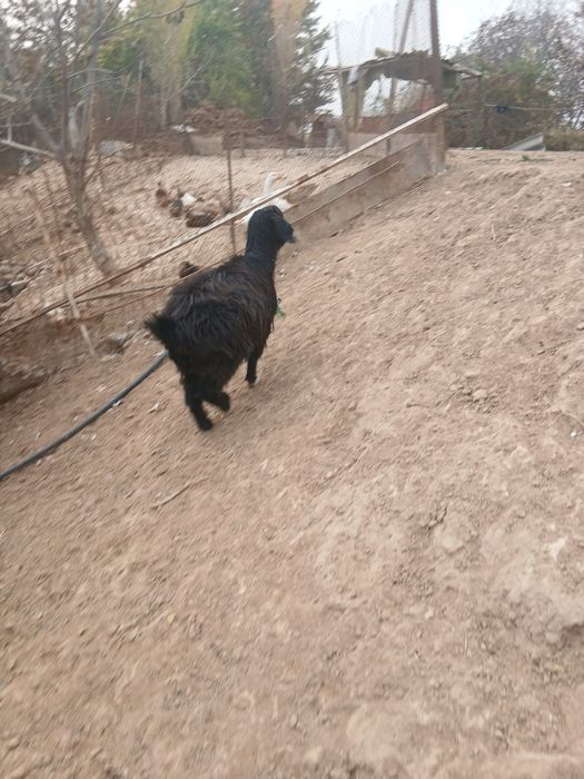 Продаётся арабская коза