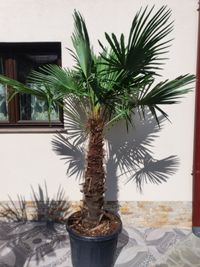 Palmieri/tuia/pon pon/ diferite forme pentru terase si curte
