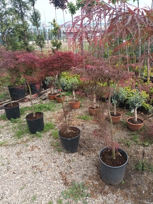 Artar rosu japonez/ acer palmatum/ plante ornamentale