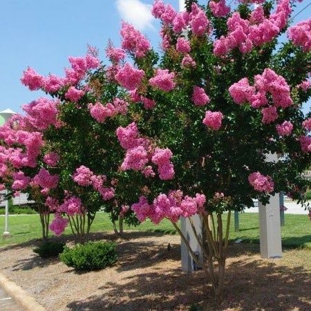 Liliac INDIAN Roz