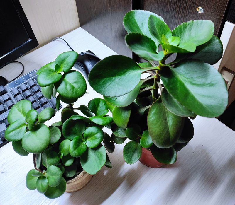 Продаются цветы ,хойя карноза,хлорофитум, каланхоэ,циперус.