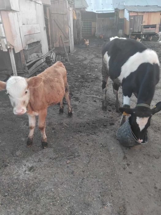 De vânzare o vaca gestanta in 4 luni o vițeaua și un taur