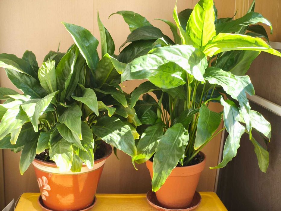 Продам Спатифиллум