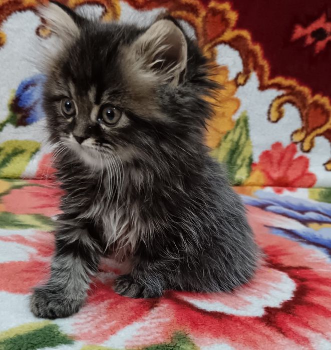 Maine Coon băiețel