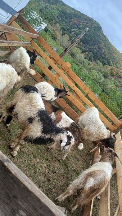 Vând țapi pentru montă