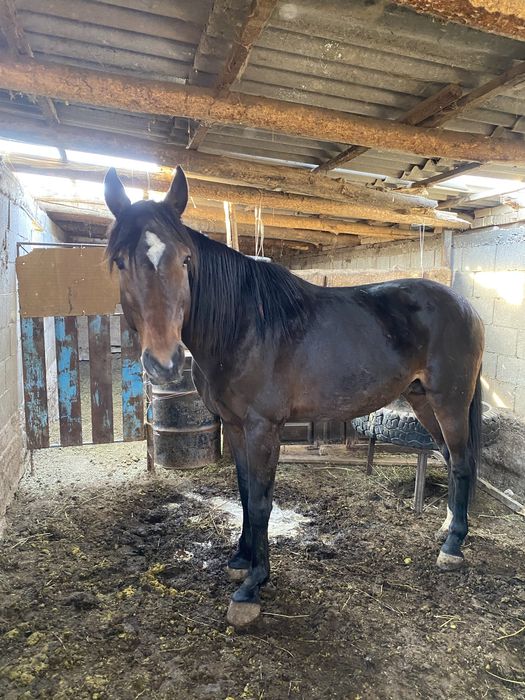 Айғыр 9 жас |Жеребец 9 лет