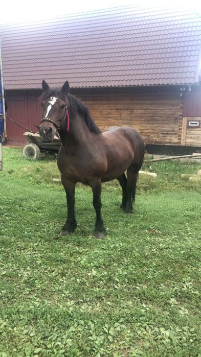 Iapa de 5 ani de vanzare