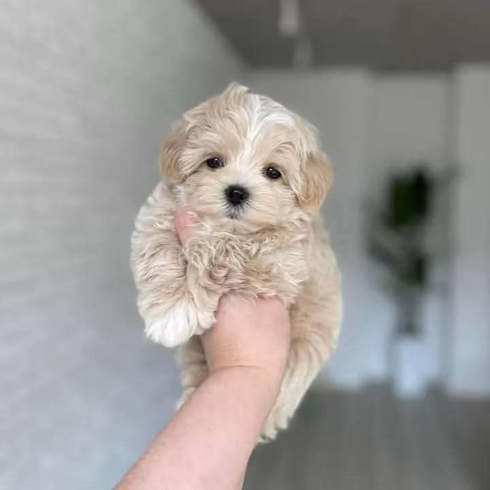 Maltipoo Mini Toy