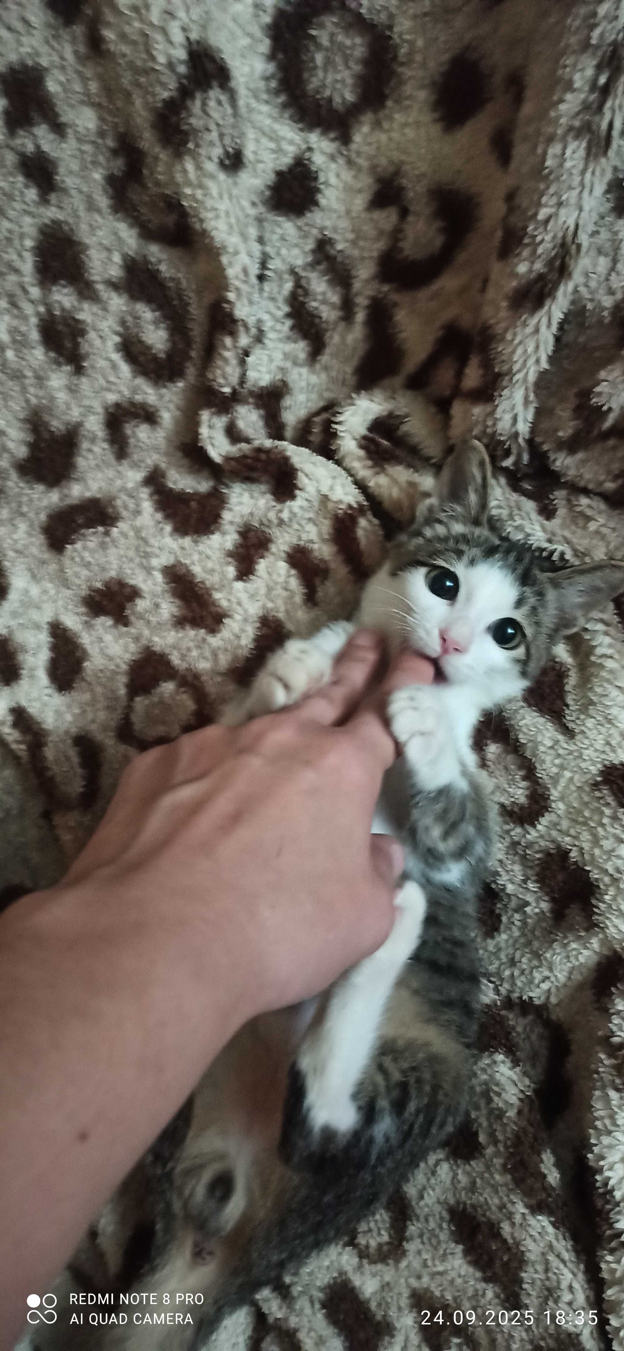 Котенок 3 месяца ищет дом и заботливые руки.