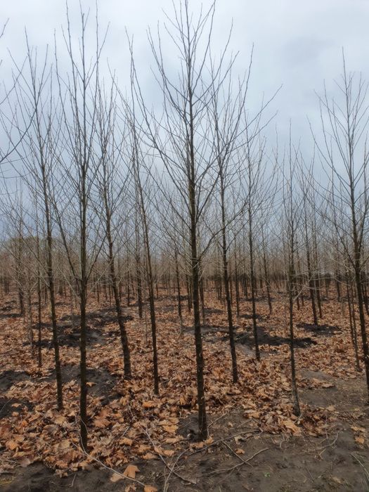 Betula pendula ( mesteacăn alb ) Tei Platan Frasin