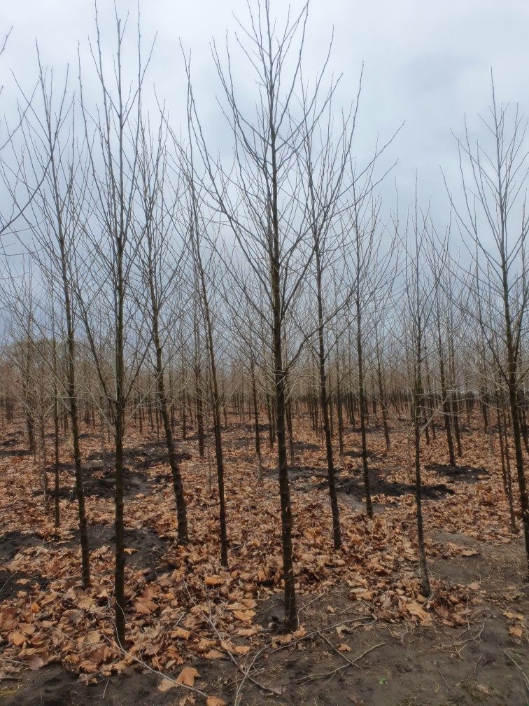 Betula pendula ( mesteacăn alb ) Tei Platan Frasin