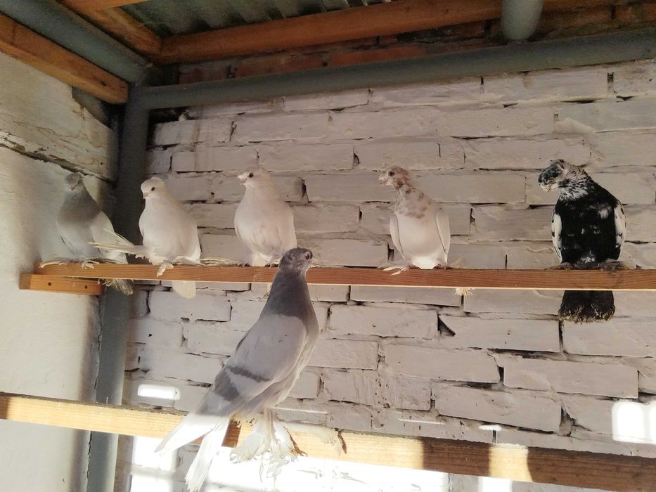 Продам голубей...