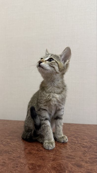 Котенок. Мушукча. девочка