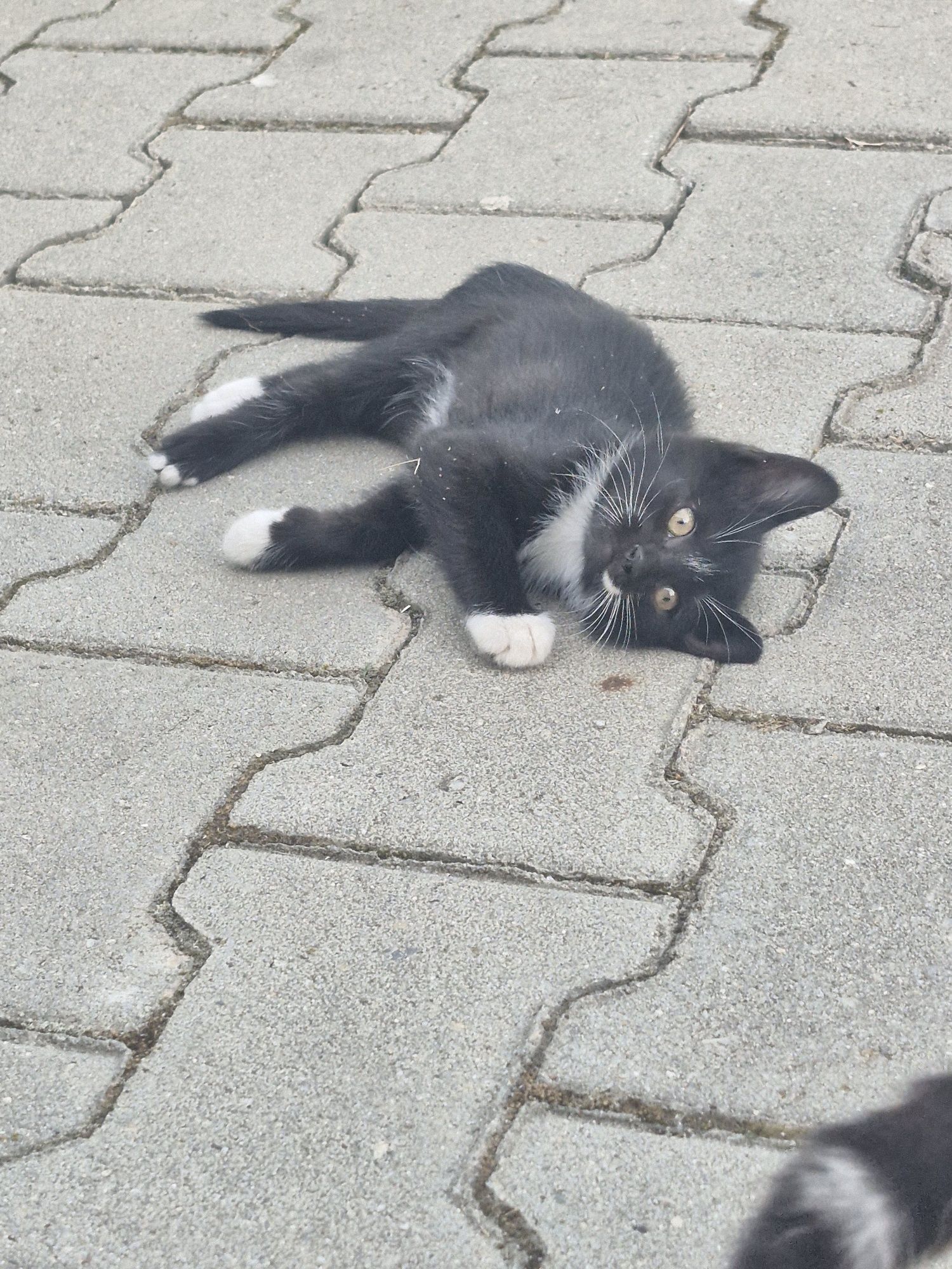 Подарявам малки котета