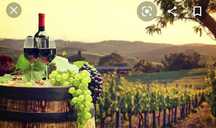 Vindem struguri de vin producție 2025