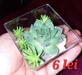 Marturii suculente . La fir de planta sau asamblate