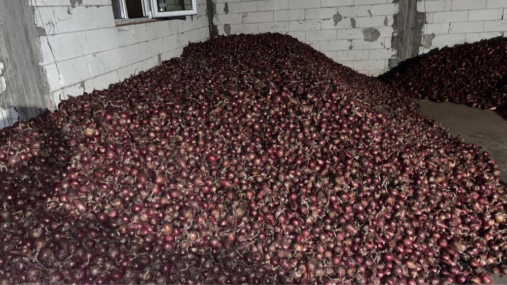 Van ceapa rosie din samanta rotunda