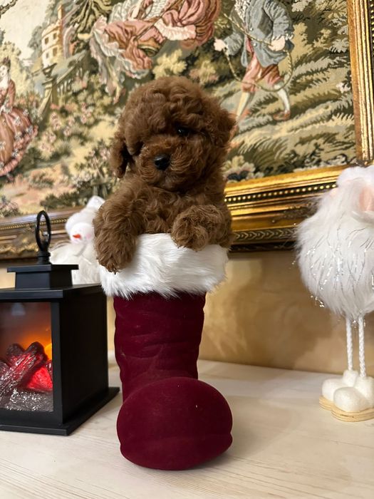 Mascul pudel talie mica (toy)