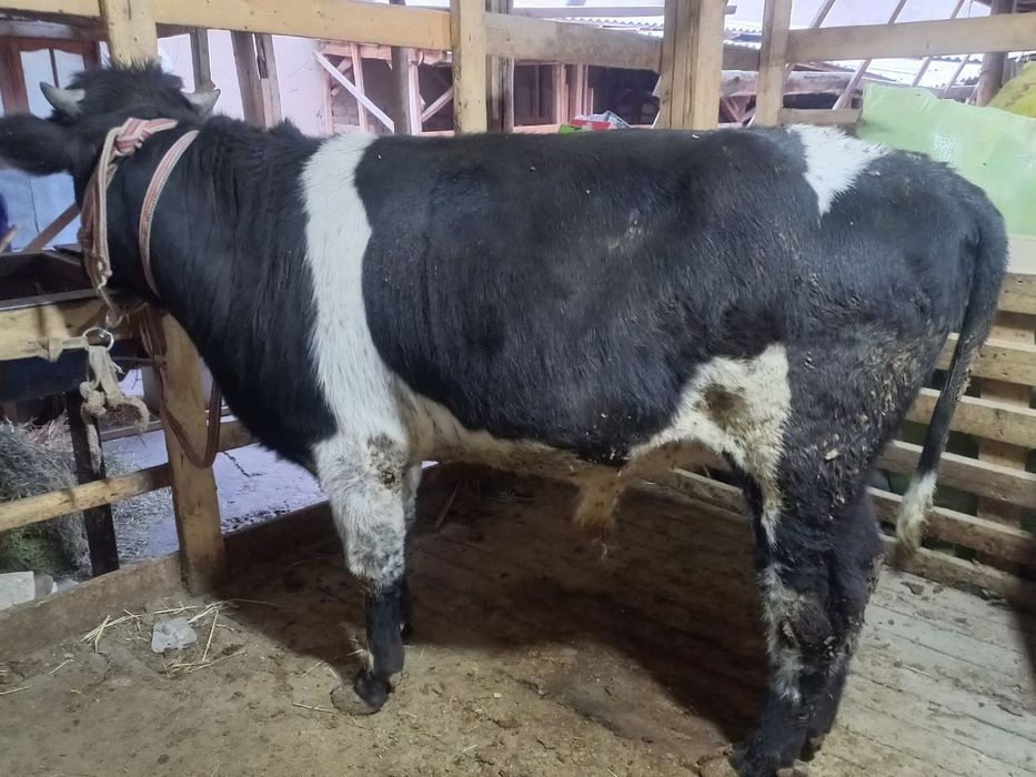 Buqacala sotiladi