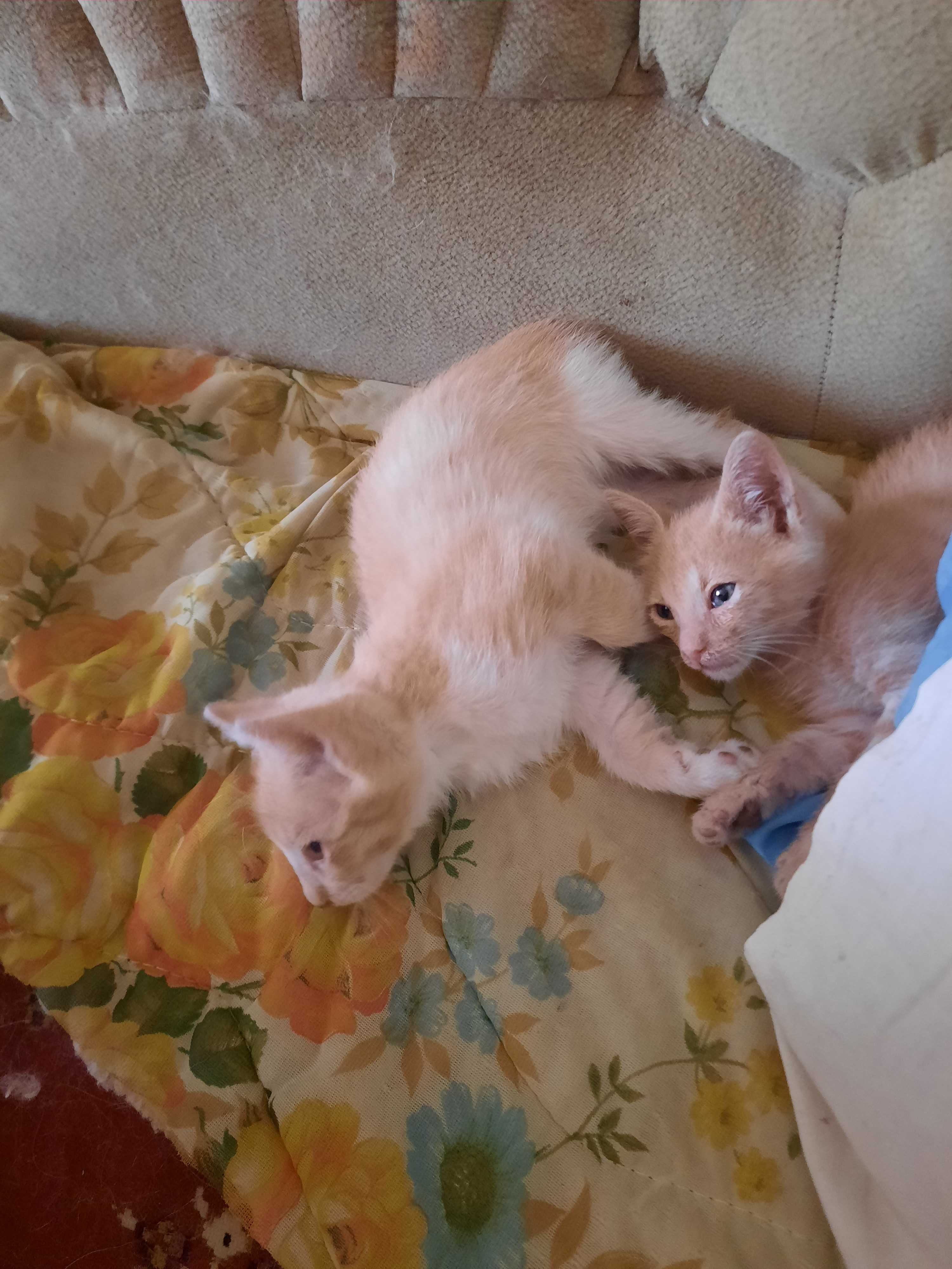 Котята в добрые, любящие руки.