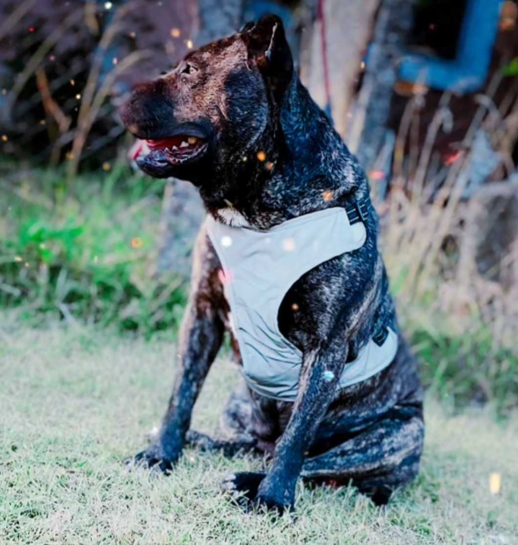 Pittbull .женско