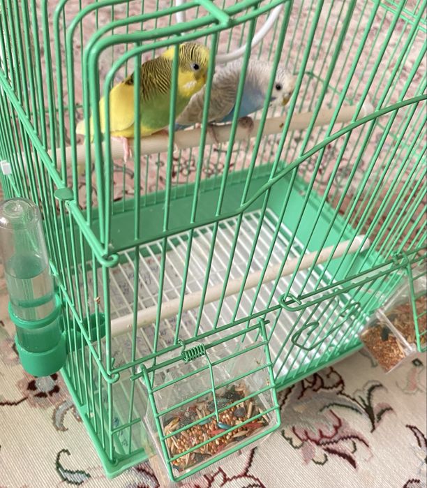 Продается красивые волнистые попугаи, с кормом и клеткой.