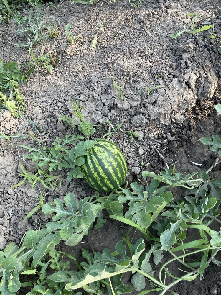 Продам дачу Алмалы