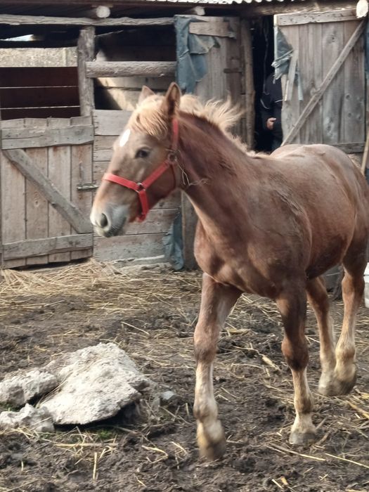 Manz de 6luni de vanzare