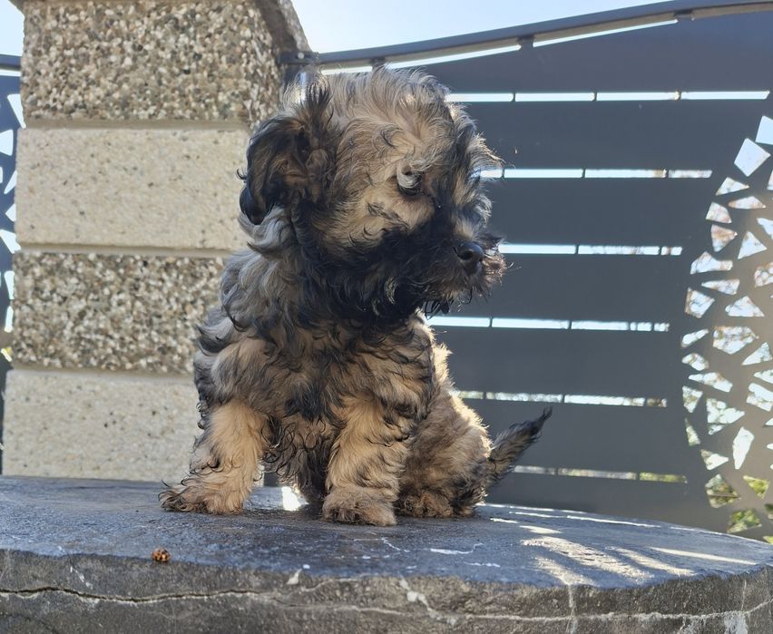 Bichon havanez disponibil