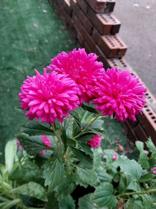 Астра однолетняя, семена