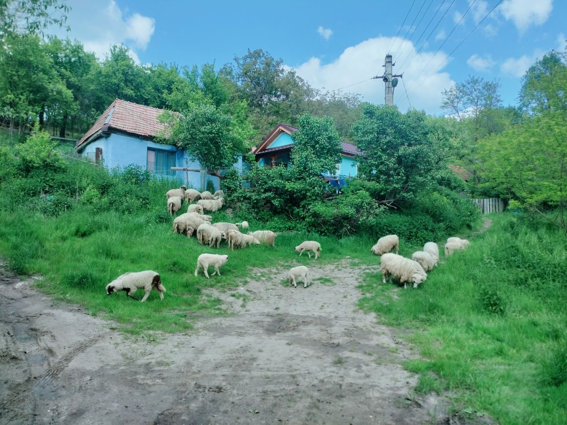 Vand oi turcane cu origine sau schimb cu cal/vaca