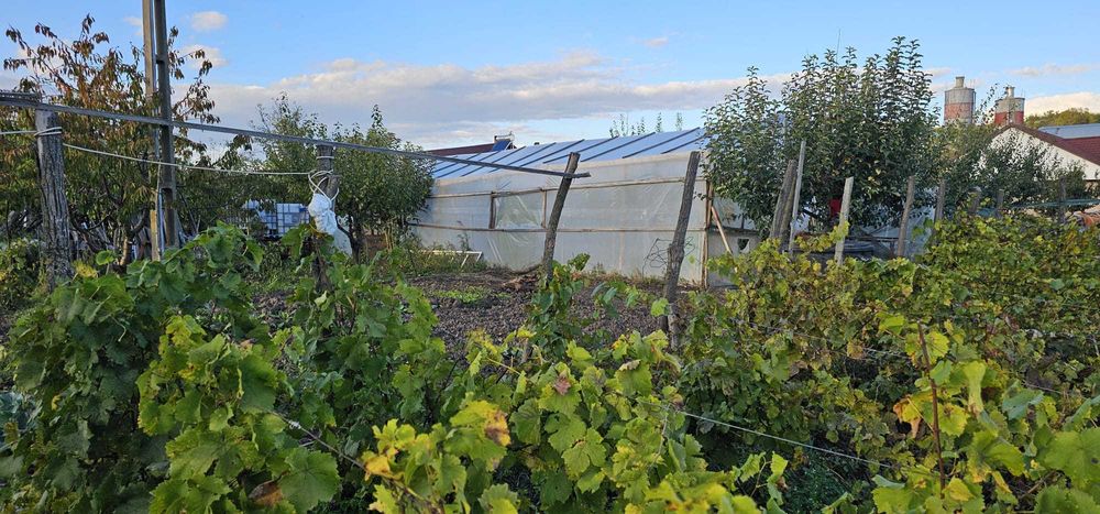 De vanzare teren cu dependințe (casa și magazie) în comuna Grivița