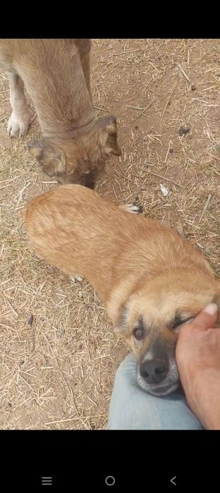 Собака даром в добрые руки