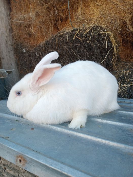 Femelă iepure Fluture German Janet pe alb– 1 an, 4 kg – sănătoasă