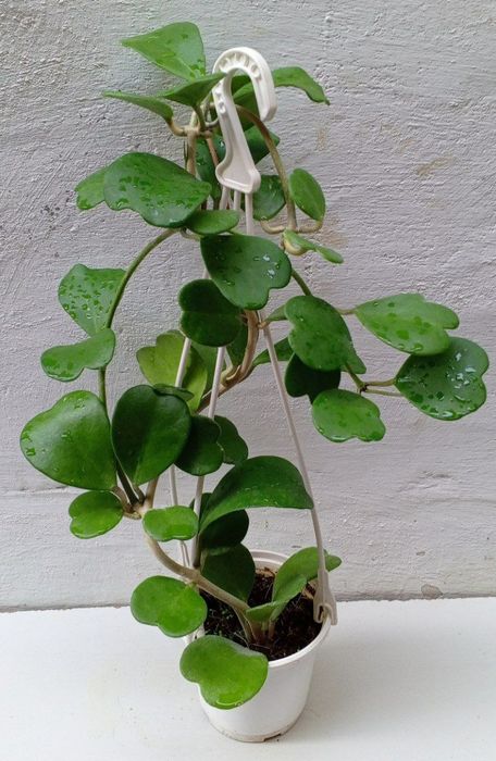 Хойя Керри («зеленое сердце» или «валентинка»). Экзотические цветы