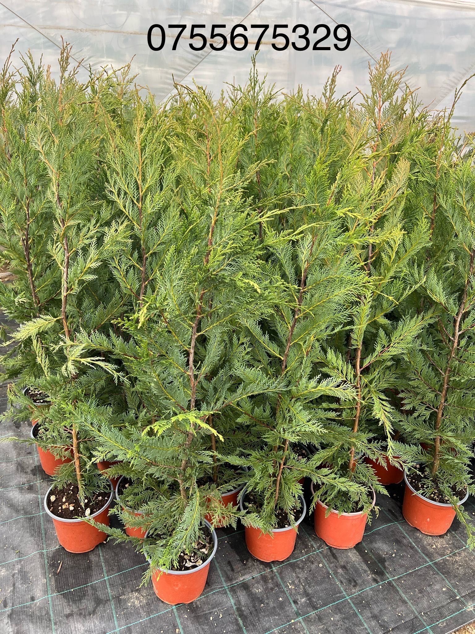 Vand plante si flori productie proprie