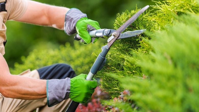 Садовник, Gardener, Богбон