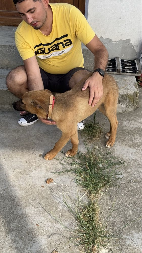 Jerry cauta stapan | adoptie caine